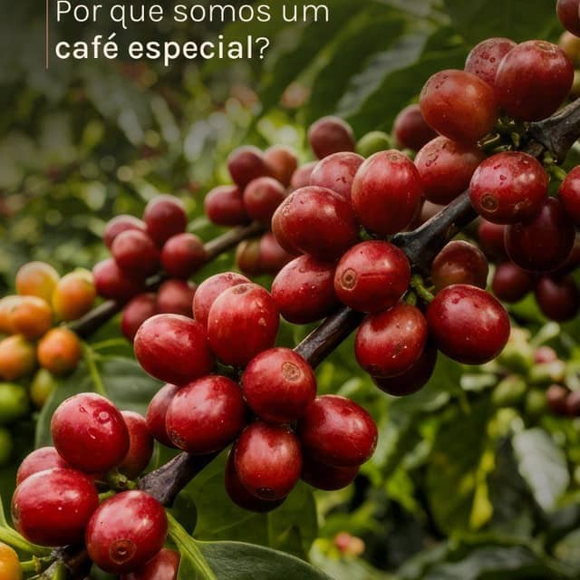 Foto 3 de Café Elizabete, Distribuidoras em Nova Serrana - MG